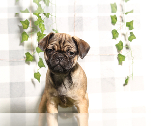 Pug Puppy for sale in MARIETTA, GA, USA