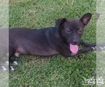 Small #2 Chihuahua Mix