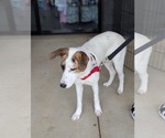 Small #4 Labrador Retriever Mix