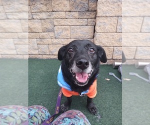 Labbe Dogs for adoption in Shermans Dale, PA, USA