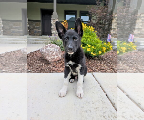 Medium Photo #12 Mutt Puppy For Sale in Sandy, UT, USA