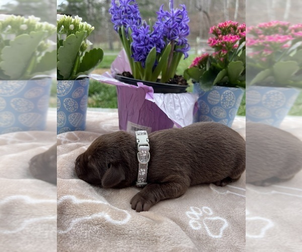 Medium Photo #4 Labrador Retriever Puppy For Sale in NEOLA, WV, USA