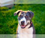 Small #8 American Bulldog Mix