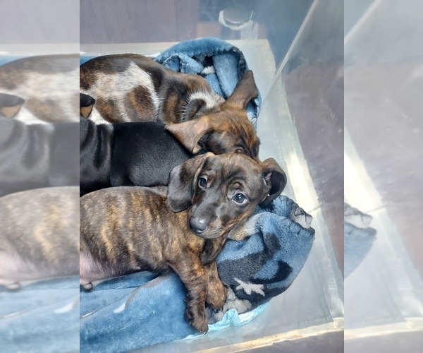 Medium Photo #4 Dachshund Puppy For Sale in STILLWATER, OK, USA