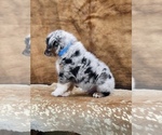 Small Photo #7 Australian Shepherd Puppy For Sale in WESLEY CHAPEL, FL, USA