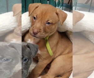 Mutt Dogs for adoption in Euless, TX, USA