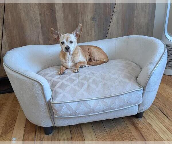 Medium Photo #2 Chihuahua Puppy For Sale in Caldwell, NJ, USA