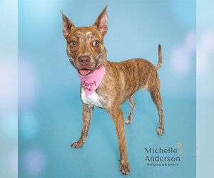Mutt Dogs for adoption in Corona, CA, USA