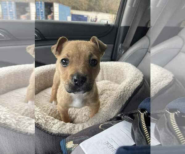 Medium Photo #2 Black Mouth Cur-Unknown Mix Puppy For Sale in Shermans Dale, PA, USA