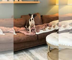 American Pit Bull Terrier-Unknown Mix Dogs for adoption in Aurora, IN, USA