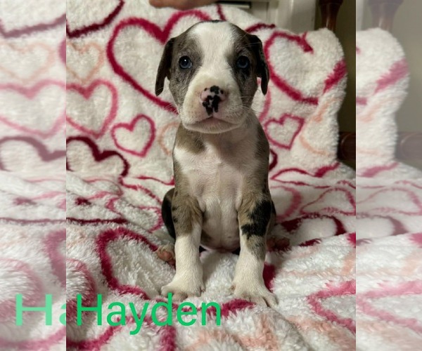 Medium Photo #2 Labrador Retriever-Unknown Mix Puppy For Sale in pomfret, CT, USA