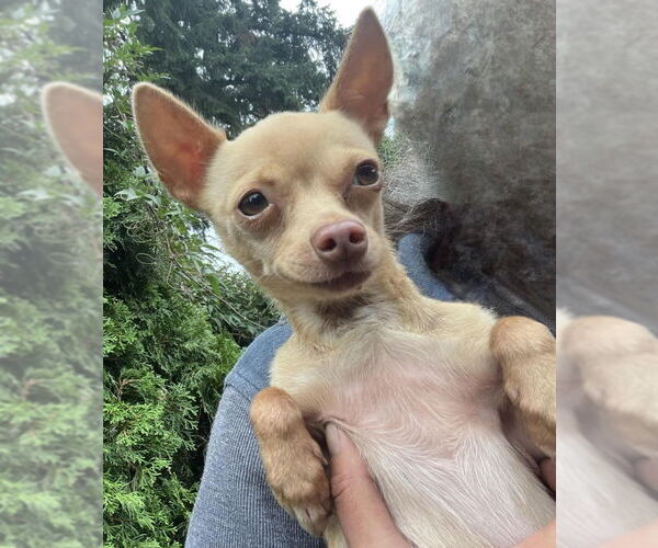 Medium Photo #3 Chihuahua Puppy For Sale in Olalla, WA, USA