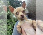 Small #2 Chihuahua