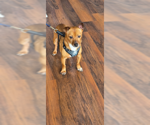 Rowdy - Male Chihuahua-Unknown Mix Dog for Adoption - Photo #2