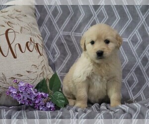 English Cream Golden Retriever-Golden Retriever Mix Puppy for sale in FREDERICKSBG, OH, USA