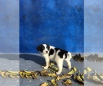 Small Photo #14 Australian Shepherd-Saint Bernard Mix Puppy For Sale in BAKERSFIELD, CA, USA