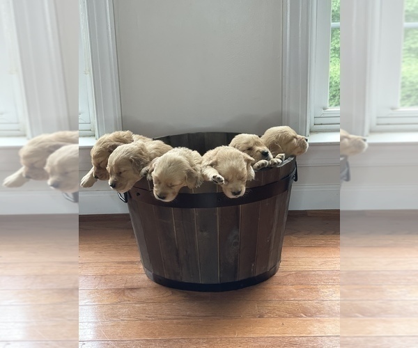 Medium Photo #2 Golden Retriever Puppy For Sale in STAFFORD, VA, USA