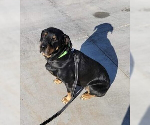 Medium Photo #8 Rottweiler Puppy For Sale in Gilbert, AZ, USA