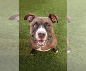 American Pit Bull Terrier-Unknown Mix Dogs for adoption in Las Vegas, NV, USA