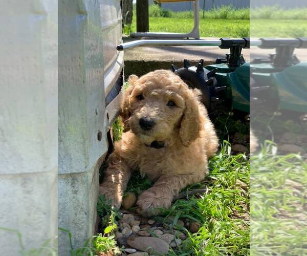 Medium Photo #11 Poodle (Standard) Puppy For Sale in STEPHENVILLE, TX, USA