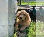 Small Photo #11 Poodle (Standard) Puppy For Sale in STEPHENVILLE, TX, USA