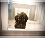 Small Photo #68 Goldendoodle (Miniature) Puppy For Sale in CAPE CORAL, FL, USA