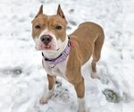 Small Photo #2 American Staffordshire Terrier Puppy For Sale in Westminster, MA, USA