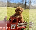 Small Photo #2 Goldendoodle (Miniature) Puppy For Sale in HALTOM CITY, TX, USA