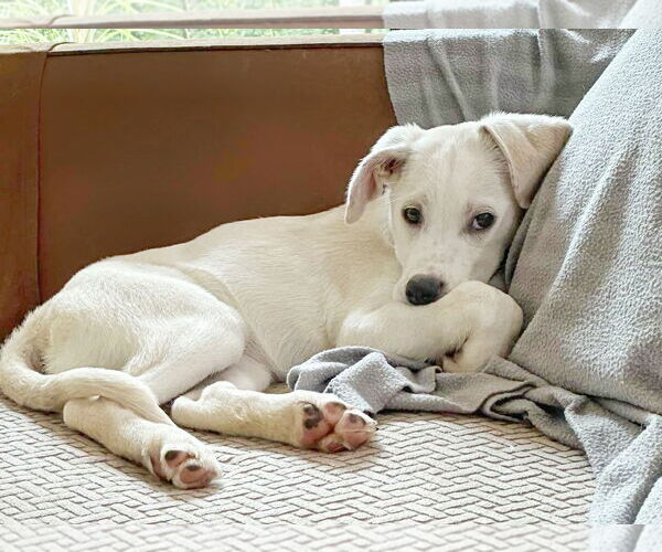 Medium Photo #1 Labrador Retriever-Unknown Mix Puppy For Sale in Fultonham, NY, USA