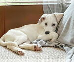Small Labrador Retriever Mix