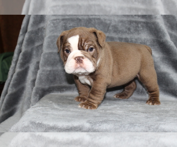 Medium Photo #18 Bulldog Puppy For Sale in BRANDON, FL, USA