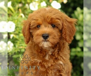 Medium Cavapoo