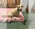Small Photo #1 Basset Hound-Labrador Retriever Mix Puppy For Sale in Skokie, IL, USA