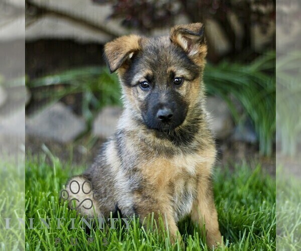 Medium Photo #1 Australian Shepherd-German Shepherd Dog Mix Puppy For Sale in BIRD IN HAND, PA, USA