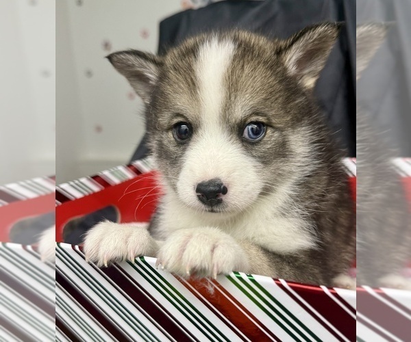 Medium Photo #53 Pomsky-Shiba Inu Mix Puppy For Sale in NASHUA, NH, USA
