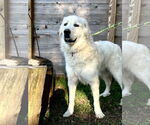 Small #2 Great Pyrenees