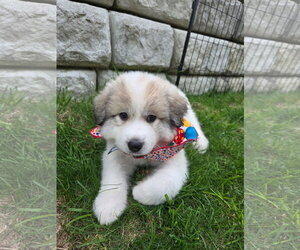 Great Pyrenees Dogs for adoption in Croydon, NH, USA