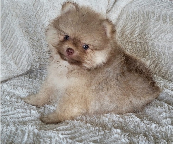 Medium Photo #5 Pomeranian Puppy For Sale in ORRVILLE, OH, USA