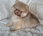 Small #4 Pomeranian