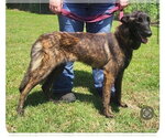 Small Holland Shepherd Mix
