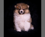 Small Photo #92 Pomeranian Puppy For Sale in WARSAW, IN, USA