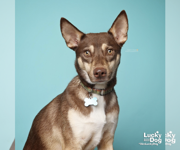 Medium Photo #15 Mutt Puppy For Sale in Washington, DC, USA