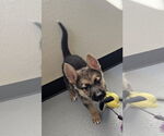 Small Photo #5 German Shepherd Dog-Unknown Mix Puppy For Sale in McKinney, TX, USA