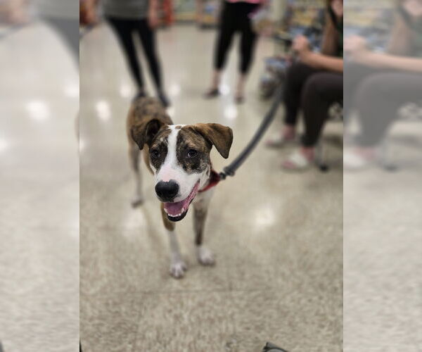Medium Photo #5 Mutt Puppy For Sale in Minneapolis, MN, USA