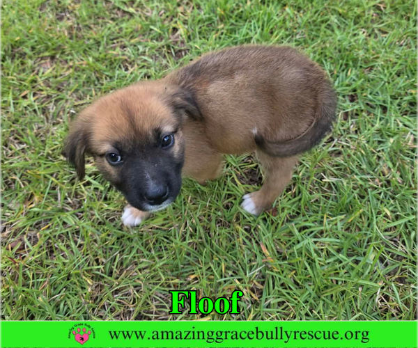 Medium Photo #3 Black Mouth Cur-Chow Chow Mix Puppy For Sale in Milton, FL, USA