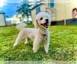 Poodle (Miniature) Dogs for adoption in Pacolet, SC, USA