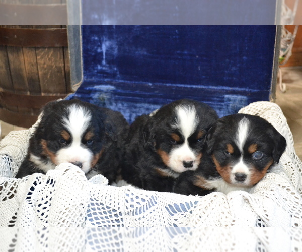 Medium Photo #1 Bernese Mountain Dog Puppy For Sale in GREENWOOD, WI, USA