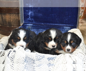 Bernese Mountain Dog Puppy for Sale in GREENWOOD, Wisconsin USA