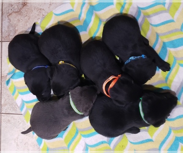 Medium Photo #197 Labrador Retriever Puppy For Sale in OLYMPIA, WA, USA