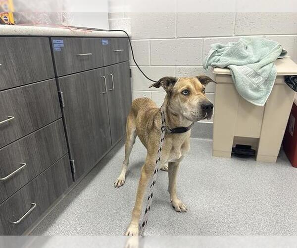 Medium Photo #1 Catahoula Leopard Dog-Unknown Mix Puppy For Sale in Ocala, FL, USA